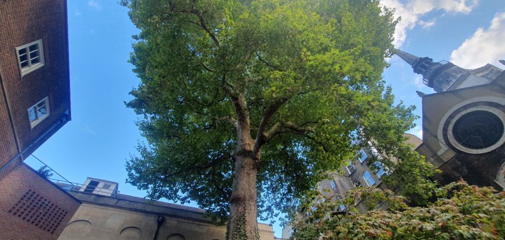A massive tree dominates a small courtyard, with a church steeple off to one side.